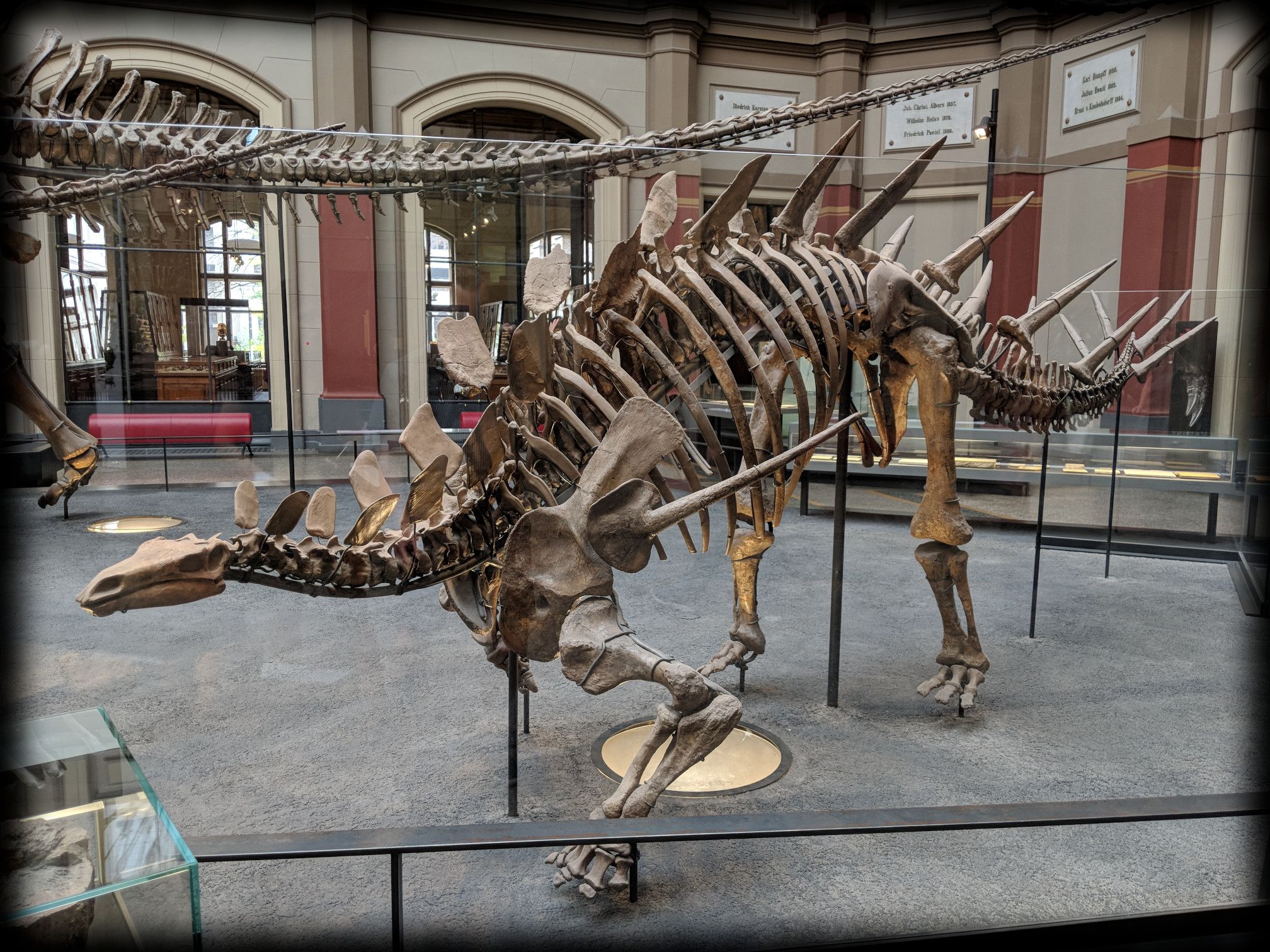 Kentrosaurus